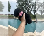 Small #1 Cock-A-Poo