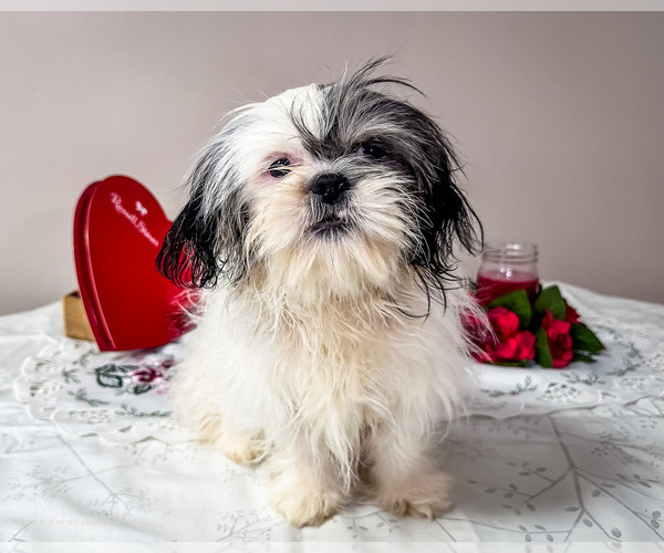 Medium Photo #4 Shih Tzu Puppy For Sale in WAKARUSA, IN, USA
