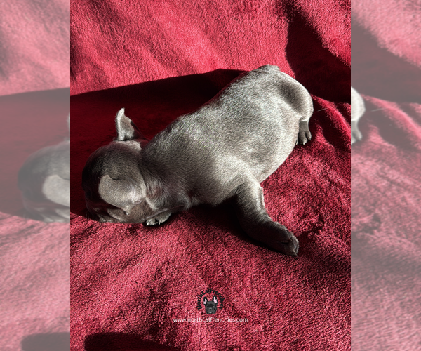 Medium Photo #3 French Bulldog Puppy For Sale in SACRAMENTO, CA, USA