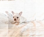Small #8 French Bulldog