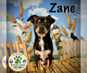 Chihuahua-Unknown Mix Dogs for adoption in Arcadia, FL, USA