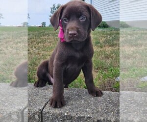 Labrador Retriever Puppy for sale in NILES, MI, USA