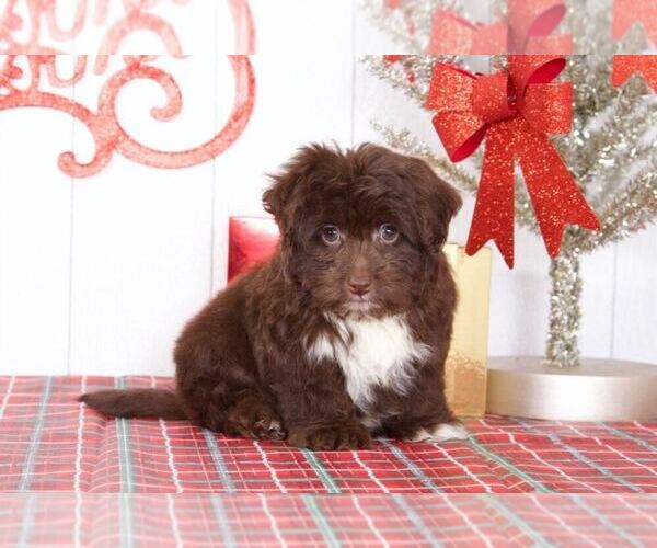 Medium Photo #2 Pom-A-Poo Puppy For Sale in BEL AIR, MD, USA