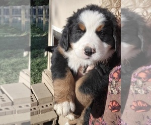 Bernese Mountain Dog Puppy for sale in HILLSBORO, OH, USA
