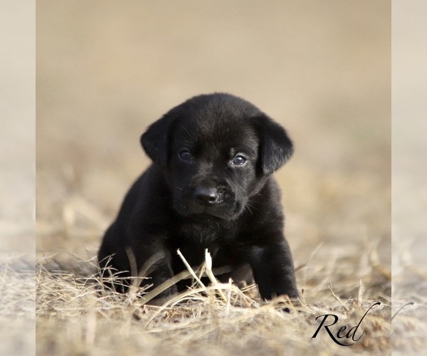 Medium Photo #1 Labrador Retriever Puppy For Sale in SHERRARD, IL, USA