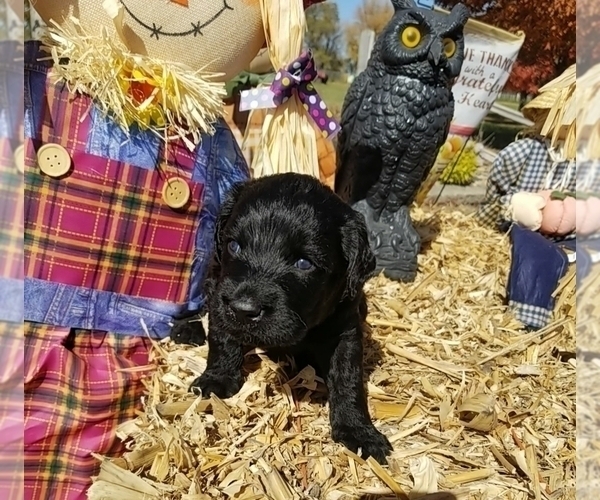 Medium Photo #2 Labradoodle Puppy For Sale in JACKSON, MN, USA