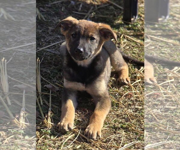 Medium Photo #3 Mutt Puppy For Sale in Alexander, AR, USA