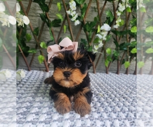 Morkie Puppy for sale in INDIANAPOLIS, IN, USA