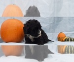 Small Photo #2 Bernedoodle Puppy For Sale in LANCASTER, PA, USA