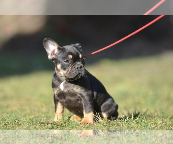 Medium Photo #29 French Bulldog Puppy For Sale in Kiskoros, Bacs-Kiskun, Hungary