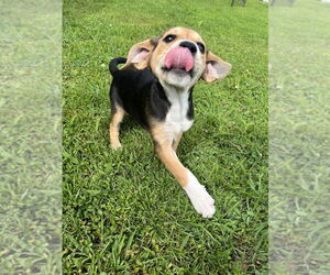 Huskies -Labrador Retriever Mix Dogs for adoption in Aurora, IN, USA
