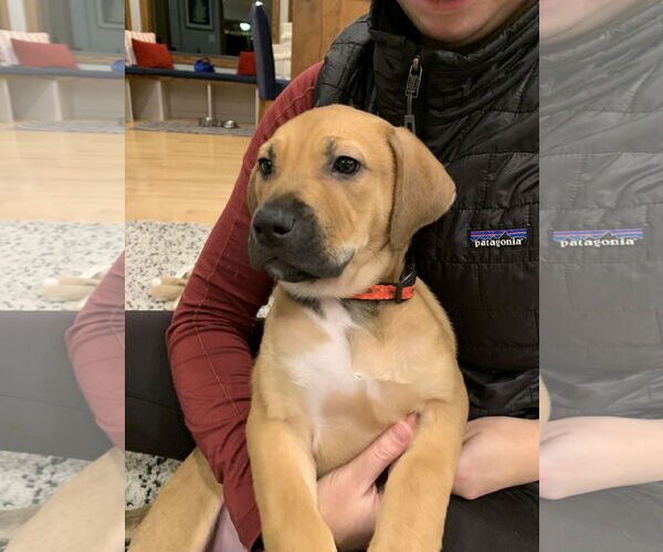 Medium Photo #3 Mutt Puppy For Sale in Farmington, MN, USA