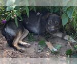 Small #2 German Shepherd Dog Mix