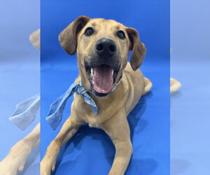 Mutt Dogs for adoption in Sandy, UT, USA