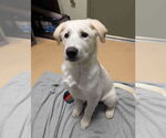 Small Great Pyrenees Mix