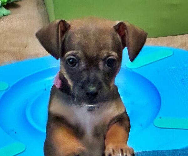 Medium Photo #2 Chiweenie Puppy For Sale in Minneapolis, MN, USA