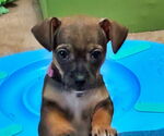 Small #1 Chiweenie