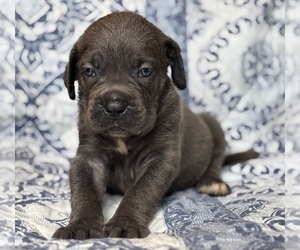 Cane Corso Puppy for sale in NEWTON, NJ, USA