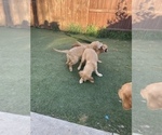 Small Photo #4 Golden Retriever Puppy For Sale in ROSEVILLE, CA, USA