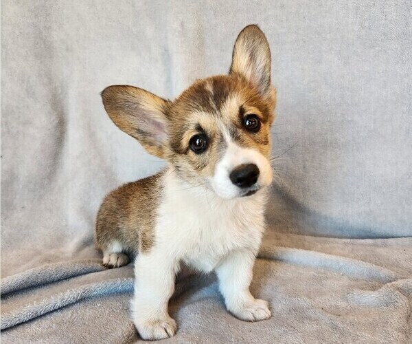 Medium Photo #1 Pembroke Welsh Corgi Puppy For Sale in SIDNEY, OH, USA