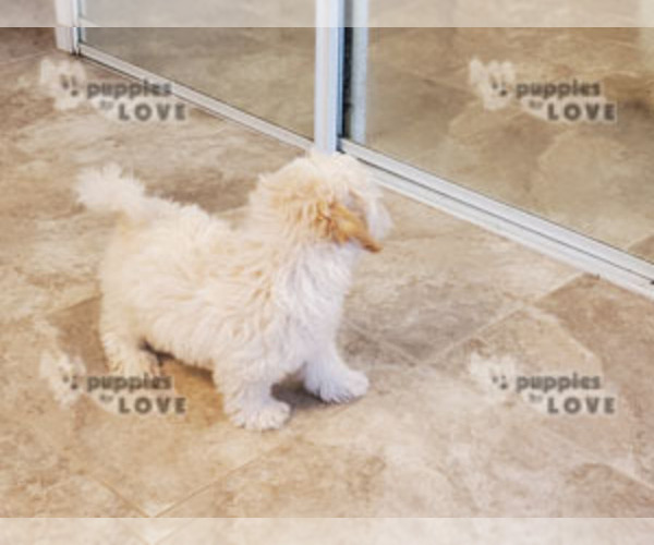 Medium Photo #2 Bichpoo Puppy For Sale in SANGER, TX, USA