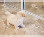 Small Photo #2 Bichpoo Puppy For Sale in SANGER, TX, USA