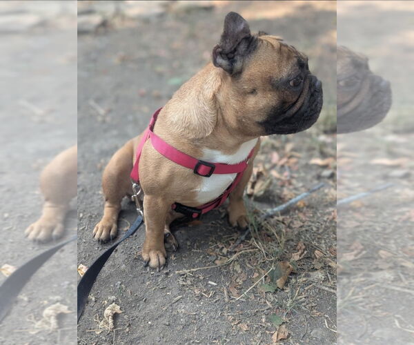 Medium Photo #3 French Bulldog Puppy For Sale in Brights Grove, Ontario, Canada