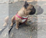 Small #2 French Bulldog