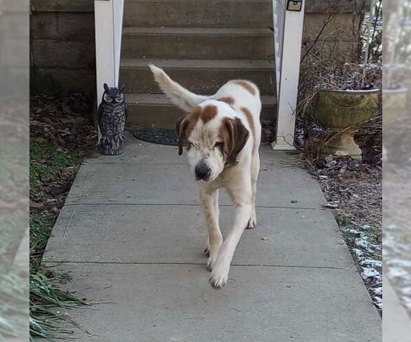 Medium Photo #1 Saint Bernard-Unknown Mix Puppy For Sale in Frenchburg, KY, USA