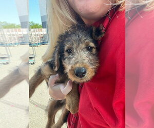 Airedoodle Dogs for adoption in Brooklyn, NY, USA