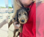 Small Airedoodle