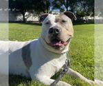 Small #2 Staffordshire Bull Terrier Mix