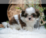 Small #1 Shih Tzu
