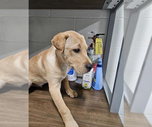 Medium Photo #1 American Pit Bull Terrier-Labrador Retriever Mix Puppy For Sale in Temple, TX, USA