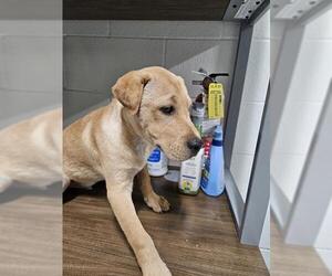 American Pit Bull Terrier-Labrador Retriever Mix Dogs for adoption in Temple, TX, USA