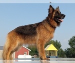 Small #2 German Shepherd Dog