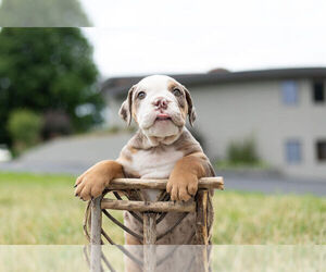Bulldog Puppy for Sale in WARSAW, Indiana USA