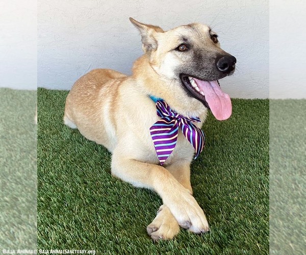 Medium Photo #5 German Shepherd Dog-Unknown Mix Puppy For Sale in San Diego, CA, USA