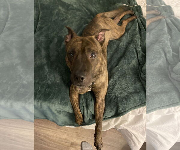 Medium Photo #3 American Staffordshire Terrier-Catahoula Leopard Dog Mix Puppy For Sale in Denton, TX, USA