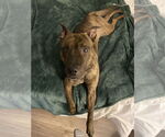 Small #2 American Staffordshire Terrier-Catahoula Leopard Dog Mix