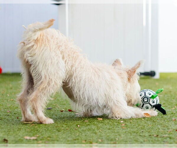 Medium Photo #4 Mutt Puppy For Sale in Canton, CT, USA