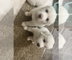 Great Pyrenees Puppy for sale in KODAK, TN, USA