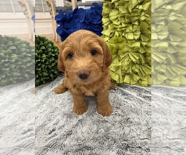 Medium Photo #1 Double Doodle Puppy For Sale in LAGRANGE, GA, USA