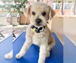 Small #8 Miniature Schnauzer Mix