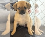 Small #1 Carlin Pinscher