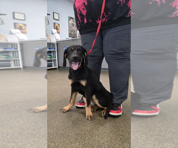 Medium Photo #1 Bloodhound-German Shepherd Dog Mix Puppy For Sale in Aurora, IN, USA