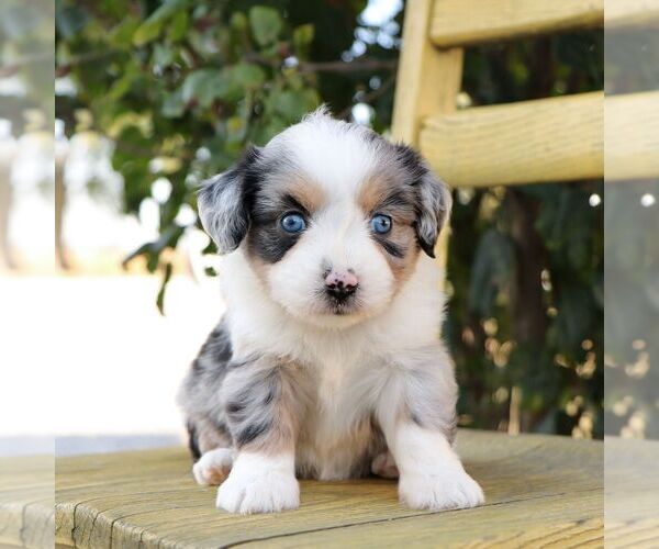 Medium Photo #1 Aussie-Poo Puppy For Sale in ARTHUR, IL, USA