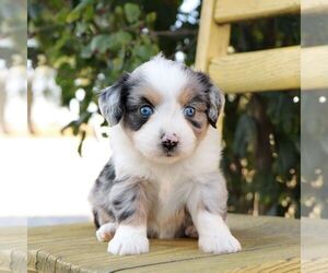 Aussie-Poo Puppy for sale in ARTHUR, IL, USA