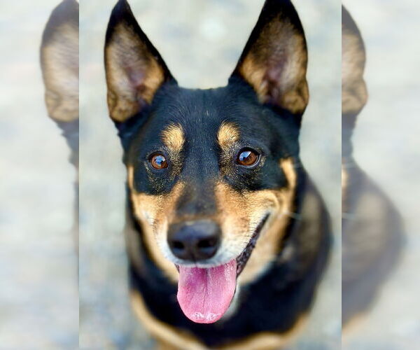 Medium Photo #2 Mutt Puppy For Sale in West Cornwall, CT, USA