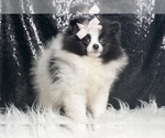 Puppy Oreo AKC Pomeranian